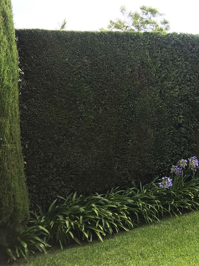Conifer Hedge